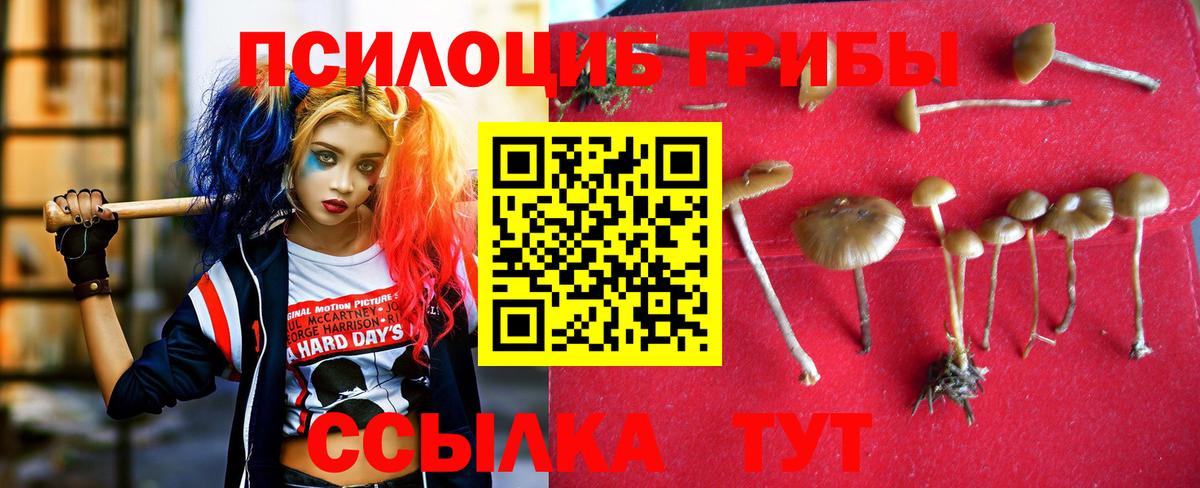 Псилоцибиновые грибы Psilocybine cubensis Сунжа