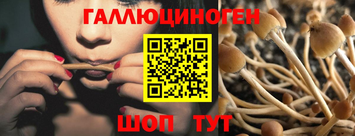 Галлюциногенные грибы MAGIC MUSHROOMS  Вход с VPN  Сунжа 